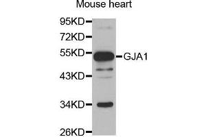 Western Blotting (WB) image for anti-Gap Junction Protein, alpha 1, 43kDa (GJA1) (AA 233-382) antibody (ABIN6219383) (Connexin 43/GJA1 antibody  (AA 233-382))
