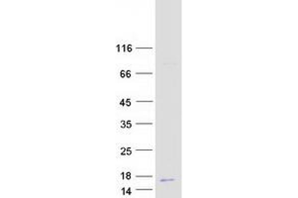 ENY2 Protein (Myc-DYKDDDDK Tag)