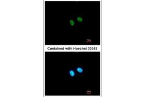 ICC/IF Image Immunofluorescence analysis of paraformaldehyde-fixed A549, using PRDM8, antibody at 1:500 dilution. (PRDM8 antibody  (N-Term))
