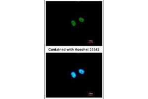 ICC/IF Image Immunofluorescence analysis of paraformaldehyde-fixed A549, using PRDM8, antibody at 1:500 dilution.