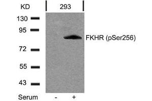 Western blot analysis of extracts from 293 cells untreated or treated with serum using FKHR(Phospho-Ser256) Antibody. (FOXO1 antibody  (pSer256))