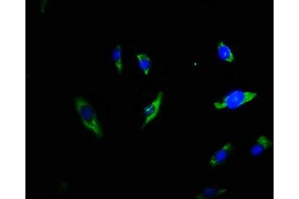 Triadin antibody  (AA 75-161)