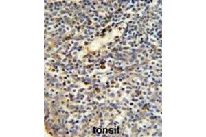Immunohistochemistry (IHC) image for anti-FK506 Binding Protein 11, 19 KDa (FKBP11) antibody (ABIN3002801) (FKBP11 antibody)