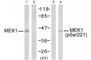 Western blot analysis of extracts from Jurkat cells, using MEK1 (Ab-221) antibody (E021175, Lane 1 and 2) and MEK1 (phospho-Ser221) antibody (E011161, Lane 3 and 4). (MEK1 antibody  (pSer221))