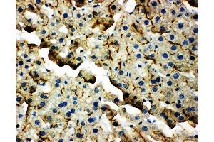 Anti-TJP2 antibody, IHC(P) IHC(P): Mouse Liver Tissue (TJP2 antibody  (C-Term))