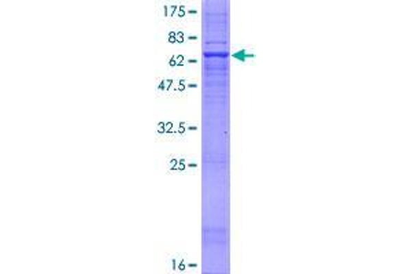 FA2H Protein (AA 1-372) (GST tag)