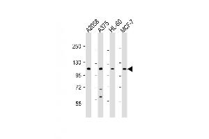 Western Blot at 1:2000 dilution Lane 1: A2058 whole cell lysate Lane 2: A375 whole cell lysate Lane 3: HL-60 whole cell lysate Lane 4: MCF-7 whole cell lysate Lysates/proteins at 20 ug per lane. (COL17A1 antibody  (AA 475-504))
