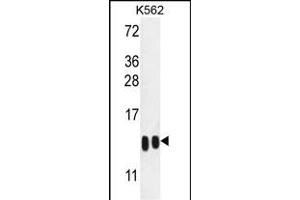 H4-K20 Antibody (N-term) (ABIN651847 and ABIN2840421) western blot analysis in K562 cell line lysates (35 μg/lane). (HIST1H4A antibody  (N-Term))