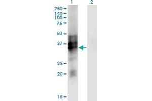 Western Blot analysis of SYP expression in transfected 293T cell line by SYP monoclonal antibody (M01), clone 3B3. (Synaptophysin antibody  (AA 1-313))