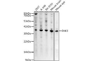 Western blot analysis of extracts of various cell lines, using DKK3 antibody (ABIN3016192, ABIN3016193, ABIN3016194, ABIN1679536 and ABIN6219615) at 1:1000 dilution. (DKK3 antibody  (AA 22-350))