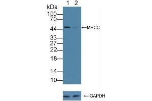 anti-MHCC (AA 48-305) antibody