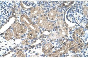 Human kidney (FBXL7 antibody  (N-Term))