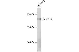 Western blot analysis of extracts of Rat lung, using MUC1 antibody (ABIN7268687) at 1:1000 dilution. (MUC1 antibody)