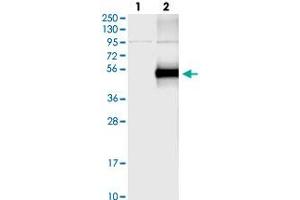 Western blot analysis of Lane 1: Negative control (vector only transfected HEK293T lysate), Lane 2: Over-expression Lysate (Co-expressed with a C-terminal myc-DDK tag (~3. (GFRA3 antibody)