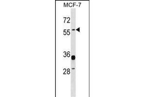ERVWE1 Antibody (C-term) (ABIN1537404 and ABIN2848686) western blot analysis in MCF-7 cell line lysates (35 μg/lane). (ERVW-1 antibody  (C-Term))