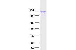 Validation with Western Blot (UNC45B Protein (Transcript Variant 1) (Myc-DYKDDDDK Tag))