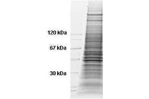 Western Blotting (WB) image for HeLa Whole Cell Lysate (Doxorubicin Stimulated) (ABIN964036) (HeLa Whole Cell Lysate (Doxorubicin Stimulated))