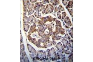 Kallikrein 8(KLK8) Antibody (Center) (ABIN652199 and ABIN2840745) immunohistochemistry analysis in formalin fixed and paraffin embedded human pancreas tissue followed by peroxidase conjugation of the secondary antibody and DAB staining.