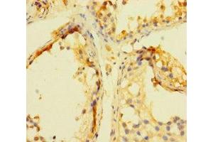 Immunohistochemistry of paraffin-embedded human testis tissue using ABIN7165649 at dilution of 1:100 (INCA1 antibody  (AA 1-236))