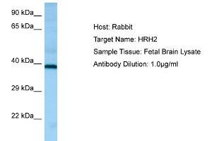 Western Blotting (WB) image for anti-Histamine Receptor H2 (HRH2) (C-Term) antibody (ABIN2790187) (HRH2 antibody  (C-Term))