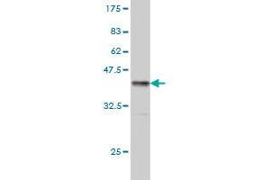 Western Blot detection against Immunogen (37. (TPP1 antibody  (AA 195-304))