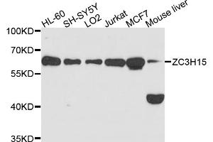 Western blot analysis of extracts of various cell lines, using ZC3H15 antibody (ABIN6003752) at 1/1000 dilution. (ZC3H15 antibody)