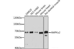 Western blot analysis of extracts of various cell lines using AMPKα2 Polyclonal Antibody at dilution of 1:1000. (PRKAA2 antibody)