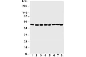 Western Blotting (WB) image for anti-Mdm2, p53 E3 Ubiquitin Protein Ligase Homolog (Mouse) (MDM2) (AA 343-358) antibody (ABIN3031736)