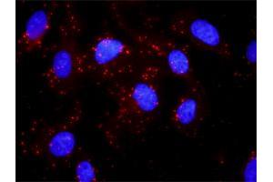 Proximity Ligation Analysis of protein-protein interactions between AKT1 and HSPB1. (HSP27 antibody  (AA 96-205))