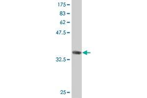 Western Blot detection against Immunogen (36. (AK8 antibody  (AA 381-479))