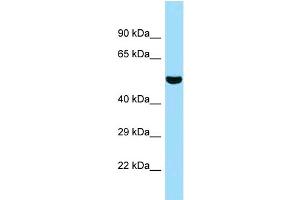 WB Suggested Anti-5033411D12Rik Antibody Titration: 1. (SUGCT antibody  (C-Term))