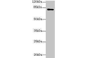 Western blot All lanes: LMF2 antibody at 6 μg/mL + Mouse kidney tissue Secondary Goat polyclonal to rabbit IgG at 1/10000 dilution Predicted band size: 80, 77, 68 kDa Observed band size: 80 kDa (LMF2 antibody  (AA 432-636))