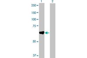 Western Blot analysis of GAD2 expression in transfected 293T cell line by GAD2 MaxPab polyclonal antibody. (GAD65 antibody  (AA 1-585))