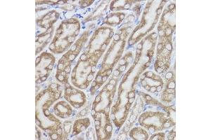 Immunohistochemistry of paraffin-embedded mouse kidney using Erlin-2 Rabbit mAb (ABIN7267006) at dilution of 1:100 (40x lens). (ERLIN2 antibody)
