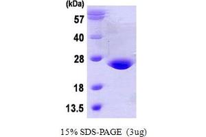 SDS-PAGE (SDS) image for Glutathione Peroxidase 7 (GPX7) (AA 20-187) protein (His tag) (ABIN667662)