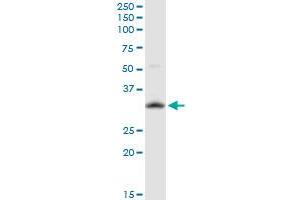 Western Blotting (WB) image for anti-Hairy/enhancer-of-Split Related with YRPW Motif-Like (HEYL) (AA 1-70) antibody (ABIN525735)