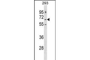 GABRE Antibody (N-term) (ABIN1539525 and ABIN2848745) western blot analysis in 293 cell line lysates (35 μg/lane). (GABRE antibody  (N-Term))
