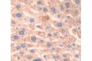 IHC-P analysis of Mouse Tissue, with DAB staining. (LCAT antibody  (AA 290-432))