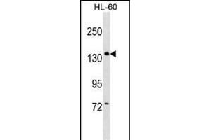 PWP2 Antibody (Center) (ABIN1538500 and ABIN2849062) western blot analysis in HL-60 cell line lysates (35 μg/lane). (PWP2 antibody  (AA 567-596))