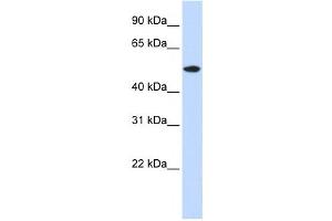 Western Blotting (WB) image for anti-RasGEF Domain Family, Member 1A (RASGEF1A) antibody (ABIN2459914) (RASGEF1A antibody)