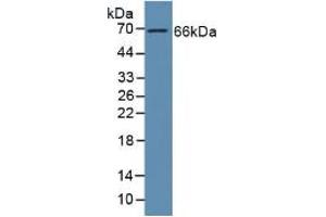 Western blot analysis of Human Liver Tissue. (GAS6 antibody  (AA 136-311))