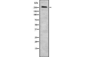Western blot analysis of SPTAN1 using HuvEc whole  lysates. (SPTAN1 antibody  (N-Term))