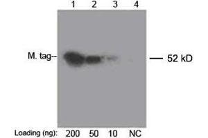 Lane 1-3: 200 ng, 50 ng, 10 ng Multiple Tag Cell Lysate (ABIN1536505) Lane 4: Negative ControlDetect antibody: 0. (c-MYC antibody  (Biotin))