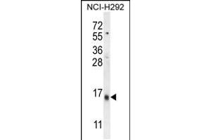 Western blot analysis in NCI-H292 cell line lysates (35ug/lane). (LY6G6C antibody  (C-Term))