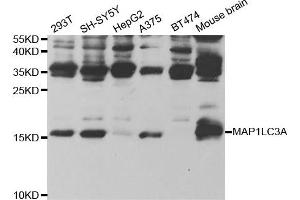 Western Blotting (WB) image for anti-Microtubule-Associated Protein 1 Light Chain 3 alpha (MAP1LC3A) antibody (ABIN1876819) (MAP1LC3A antibody)