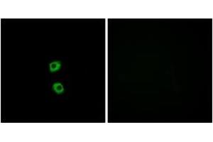 Immunofluorescence (IF) image for anti-Frizzled Family Receptor 7 (FZD7) (AA 45-94) antibody (ABIN2890783) (FZD7 antibody  (AA 45-94))