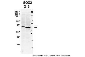 Sample Type: 2. (SOX2 antibody  (Middle Region))