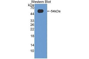 Detection of Recombinant OSM, Human using Polyclonal Antibody to Oncostatin M (OSM) (Oncostatin M antibody  (AA 26-220))