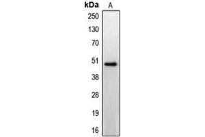 Western blot analysis of CCKBR expression in HeLa (A) whole cell lysates. (CCKBR antibody  (N-Term))