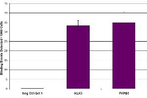 Androgen Receptor antibody (pAb) tested by ChIP. (Androgen Receptor antibody  (N-Term))